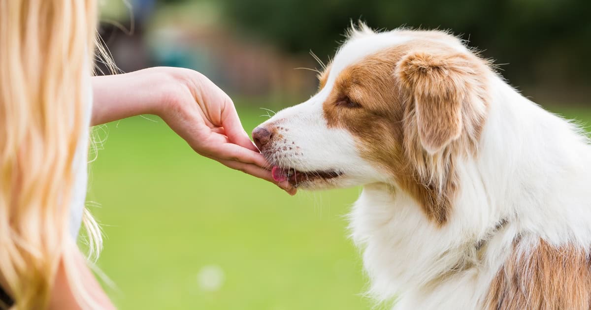 Chicken breast treats