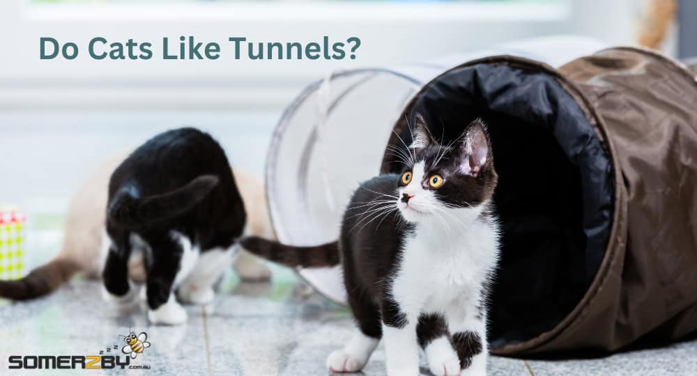 Do Cats Like Tunnels