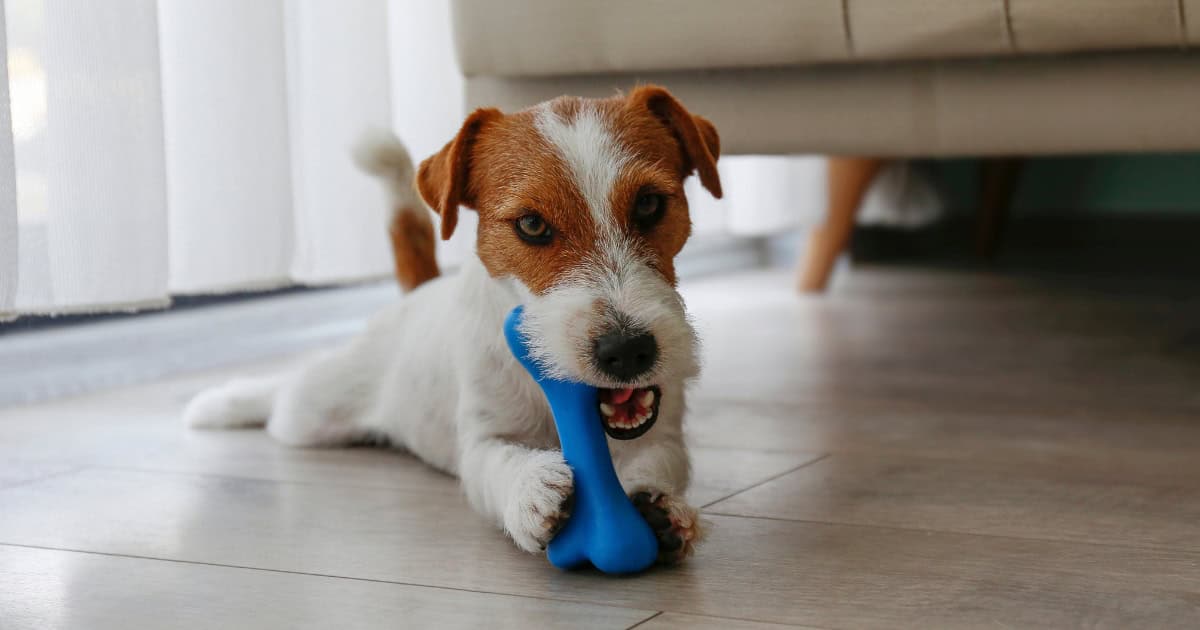 Dog chews toy