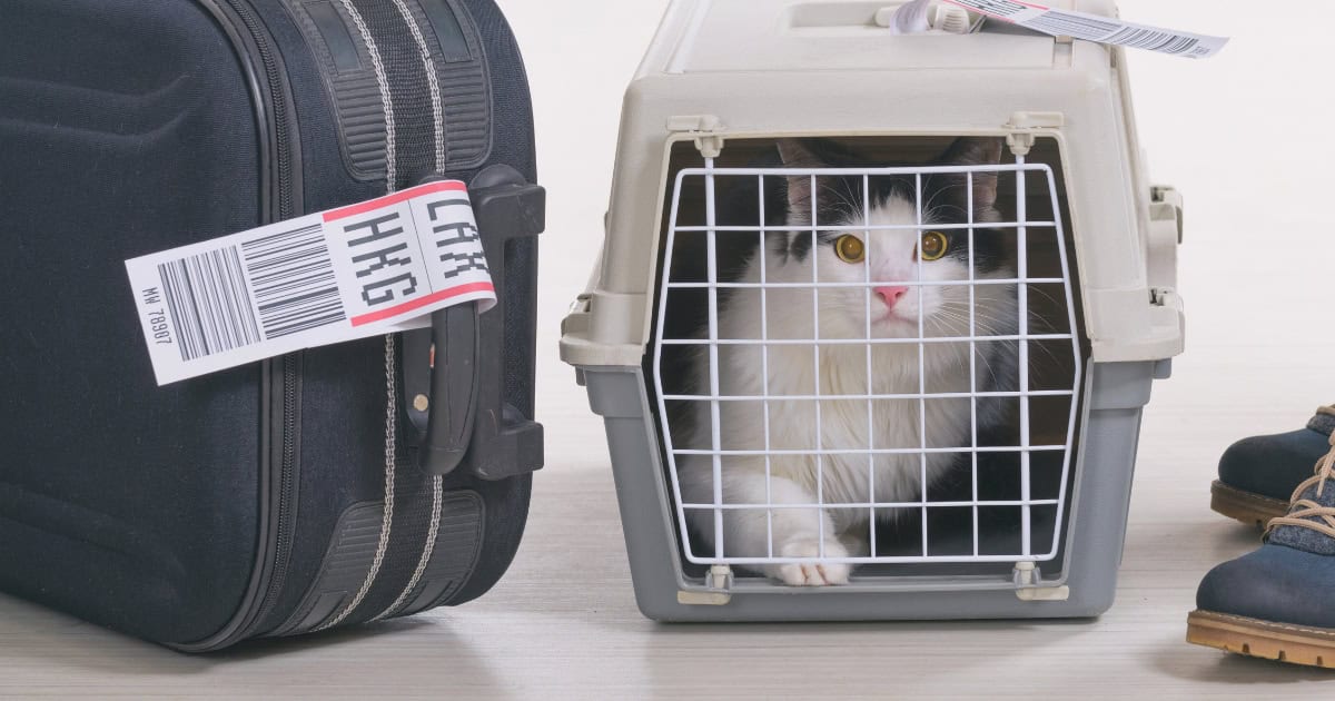 Flying with Your Cat
