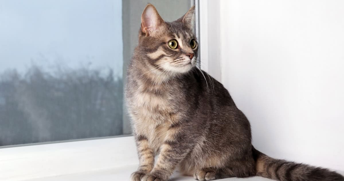 Train an Outdoor Cat to be Indoors