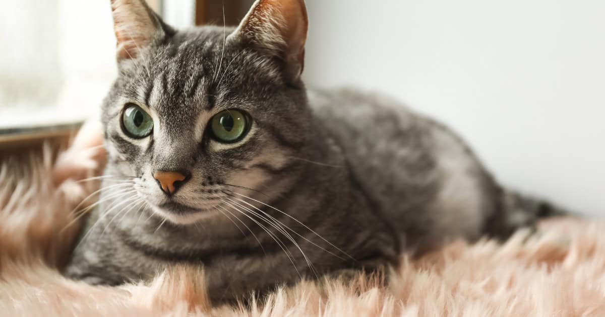 Train an outdoor cat