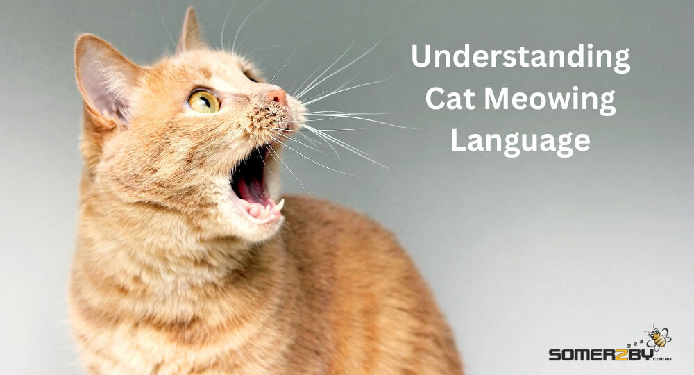 Understanding Cat Meowing Language