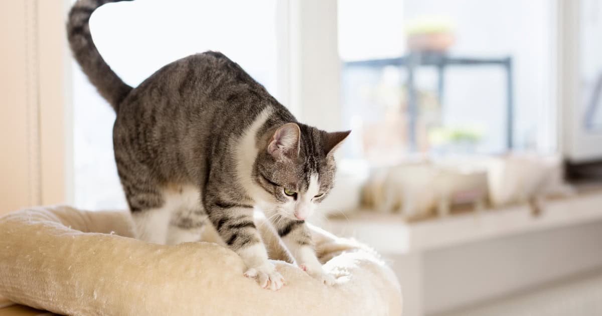 What Other Measures Can I Take To Protect Native Wildlife From Cats