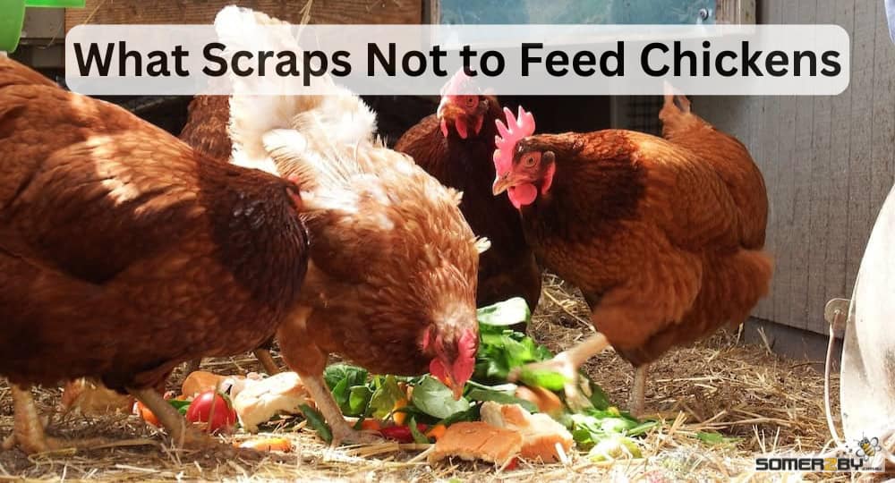 What Scrape Not To Feed Chickens