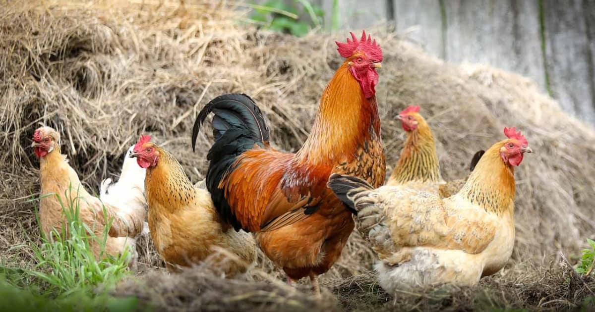 best 10 egg-laying chicken breeds
