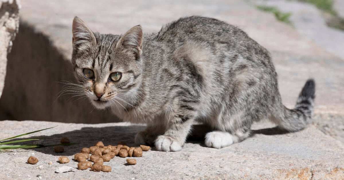 Adopting a Stray Cat