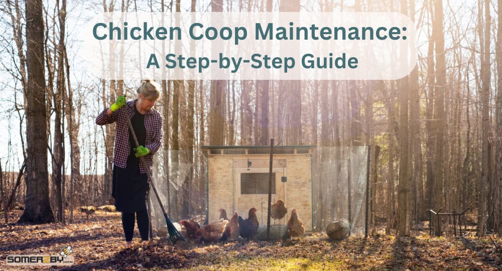 Chicken Coop Maintenance: A Step by Step Guide