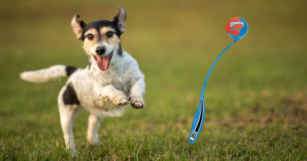 ChuckIt Sport Launcher