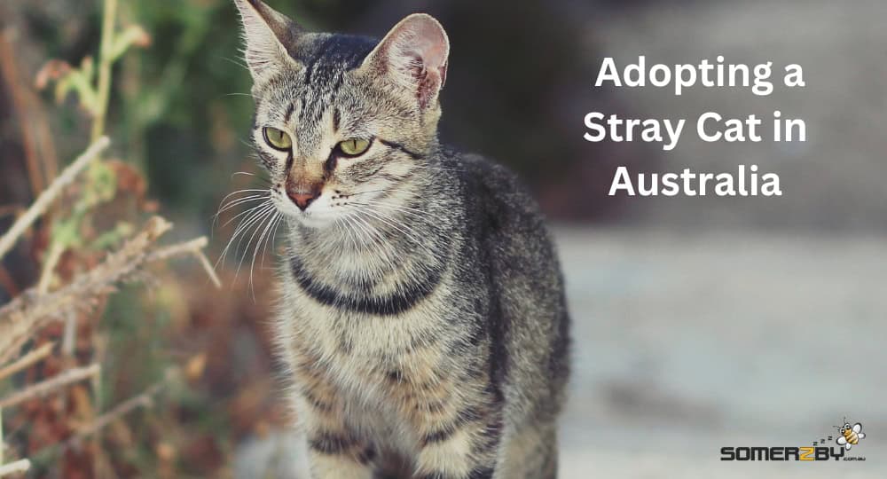 Essential Guide for Adopting a Stray Cat in Australia