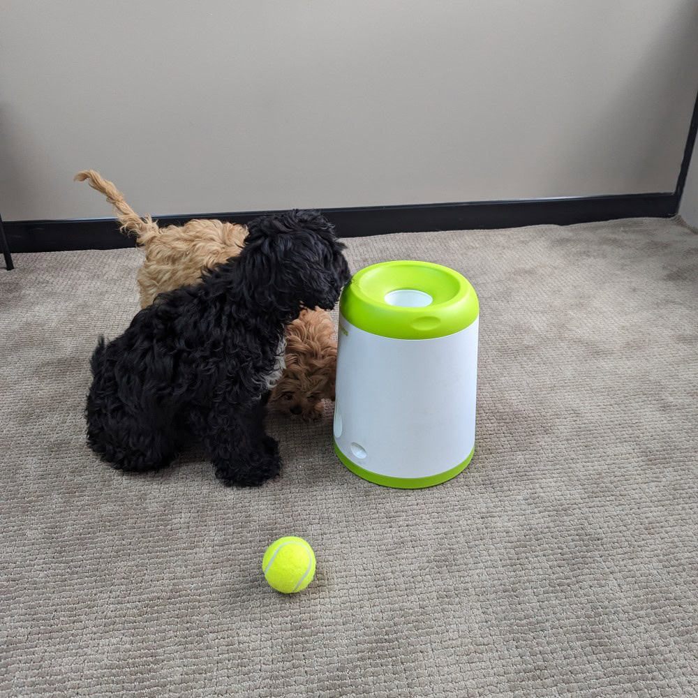 Fetch 'N' Treat 2nd Gen for Dogs - Cavoodle Puppies