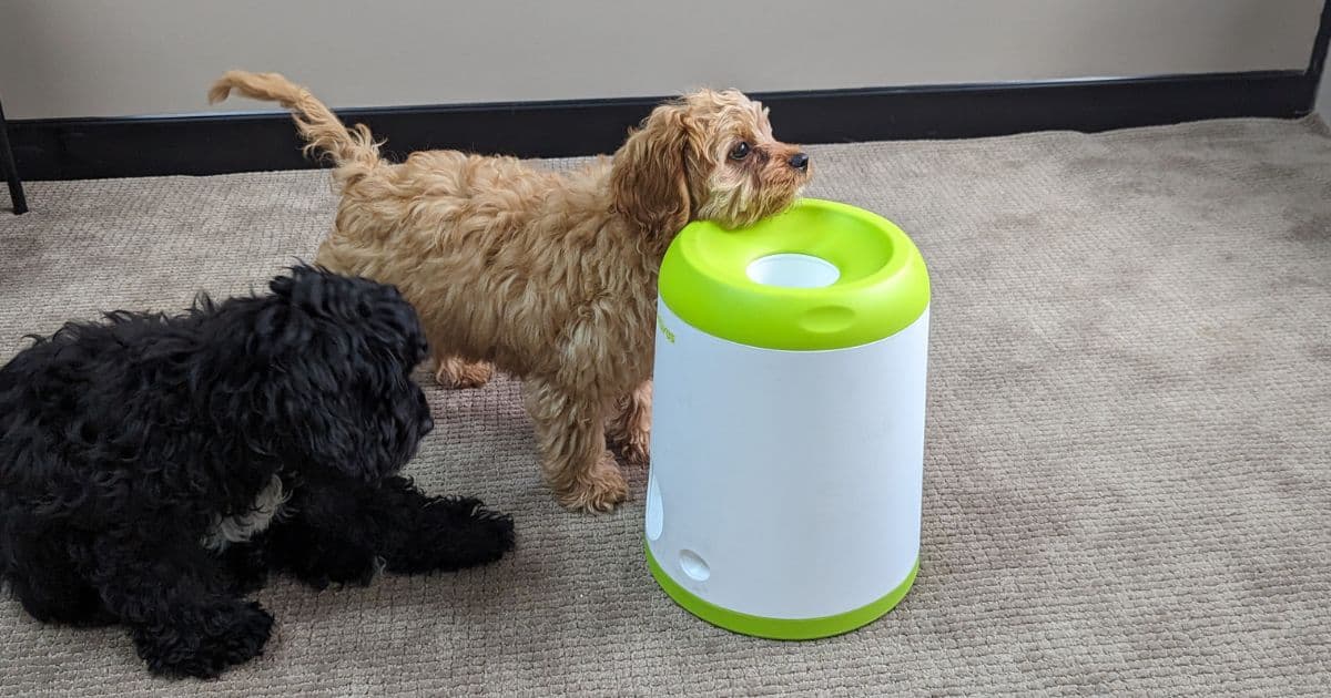 Fetch 'N' Treat 2nd Gen