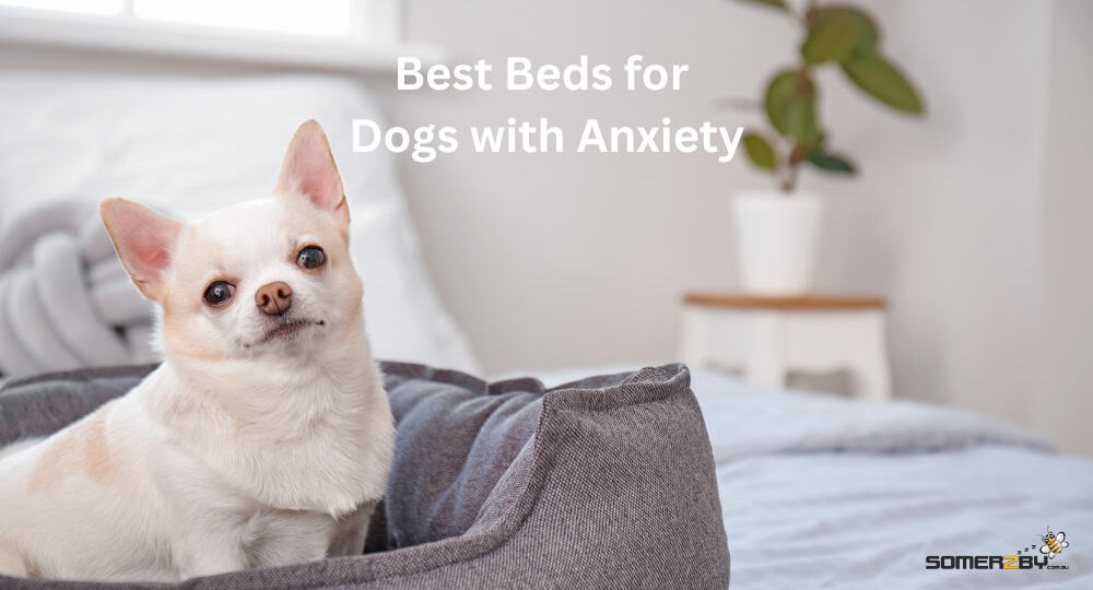 Best Beds for Dogs with Anxiety