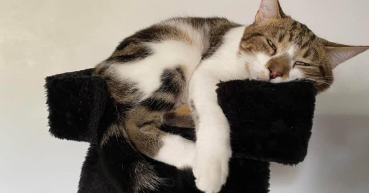 Fitting Scratch Posts into Your Cat-Friendly Architecture