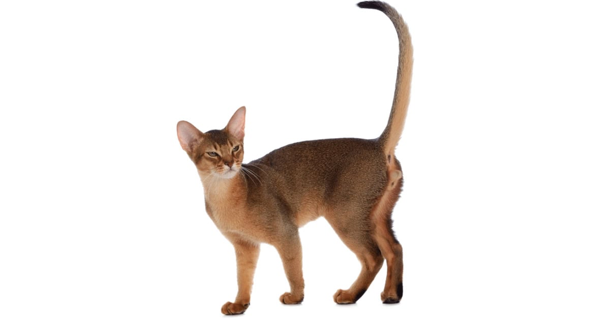 A brown Abyssinian Cat