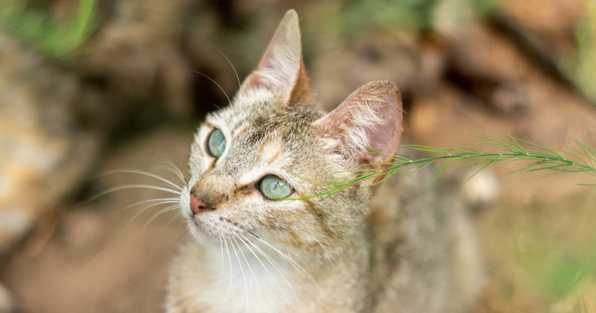 A green eyes Aegean cat