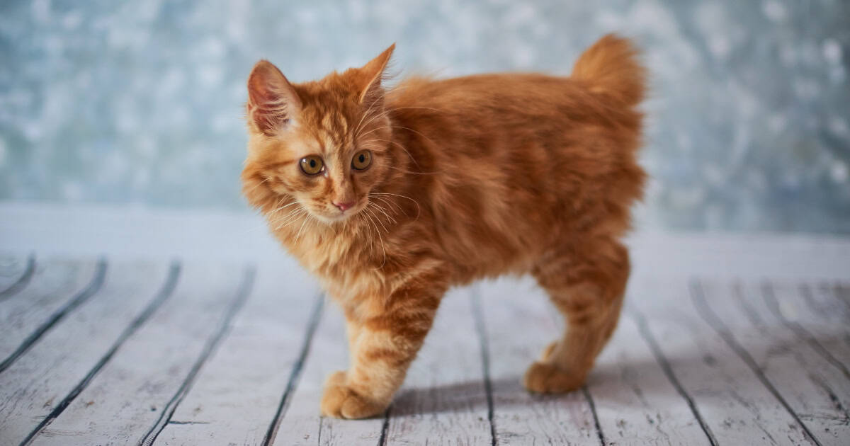 American Bobtail cat with short bobbed tail