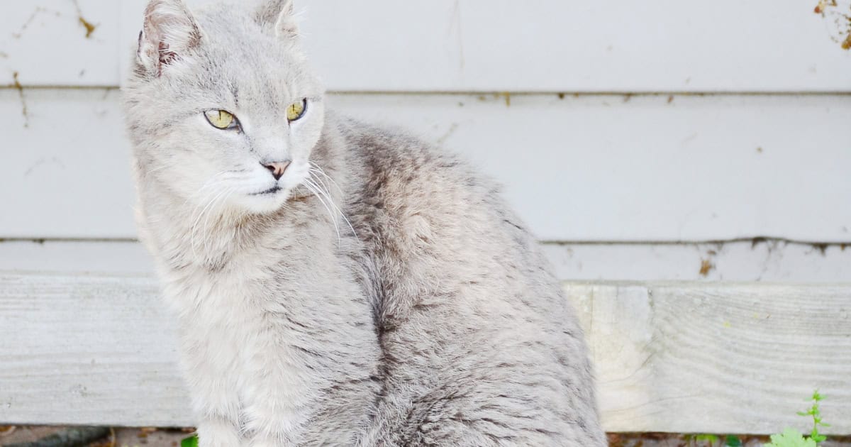 A brown Australian Mist cat with a spotted coat.
