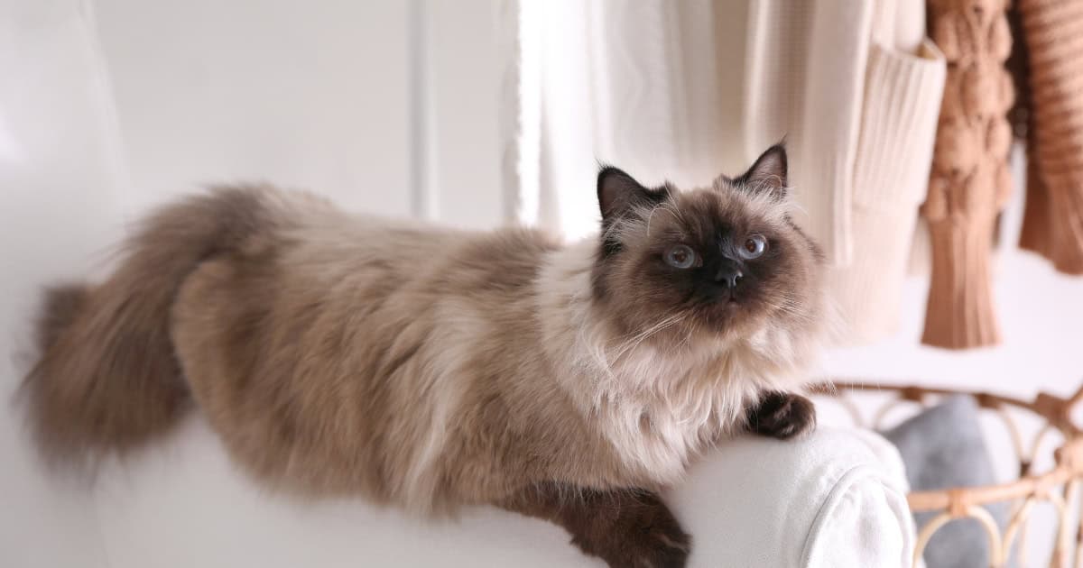 Balinese Cat Breed with fluffy fur and striking blue eyes.