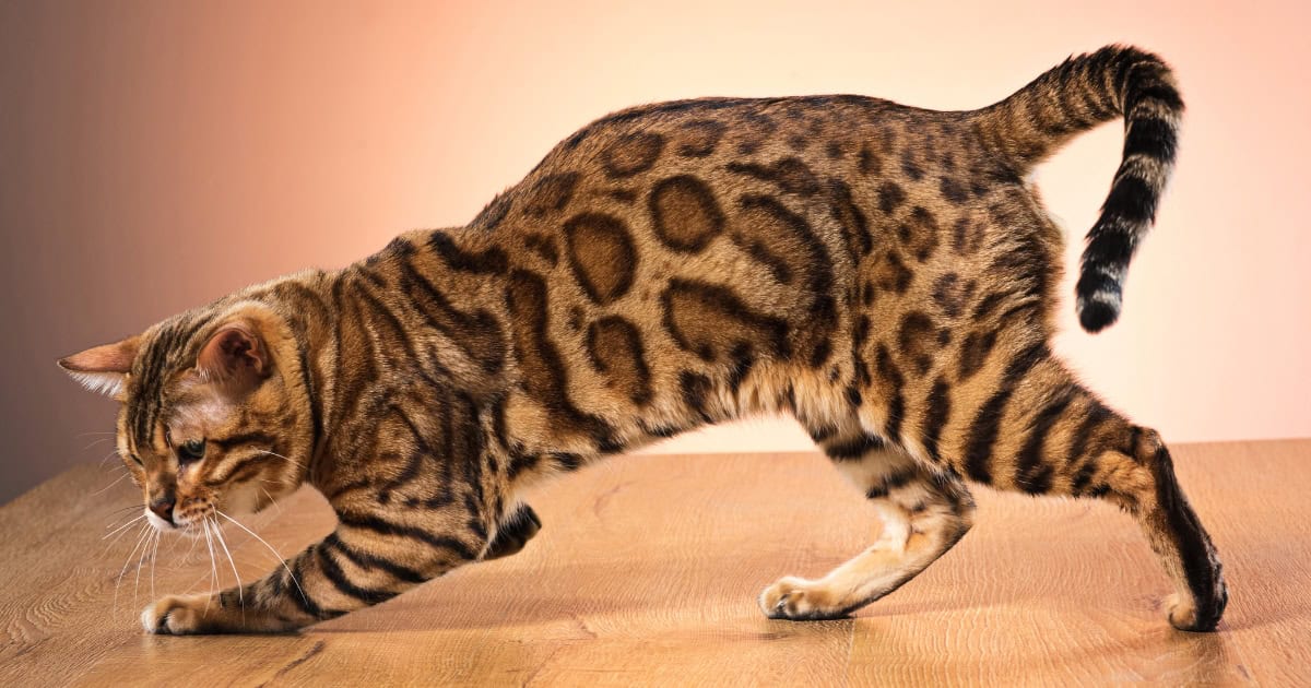 A Bengal cat with a spotted, leopard-like coat.