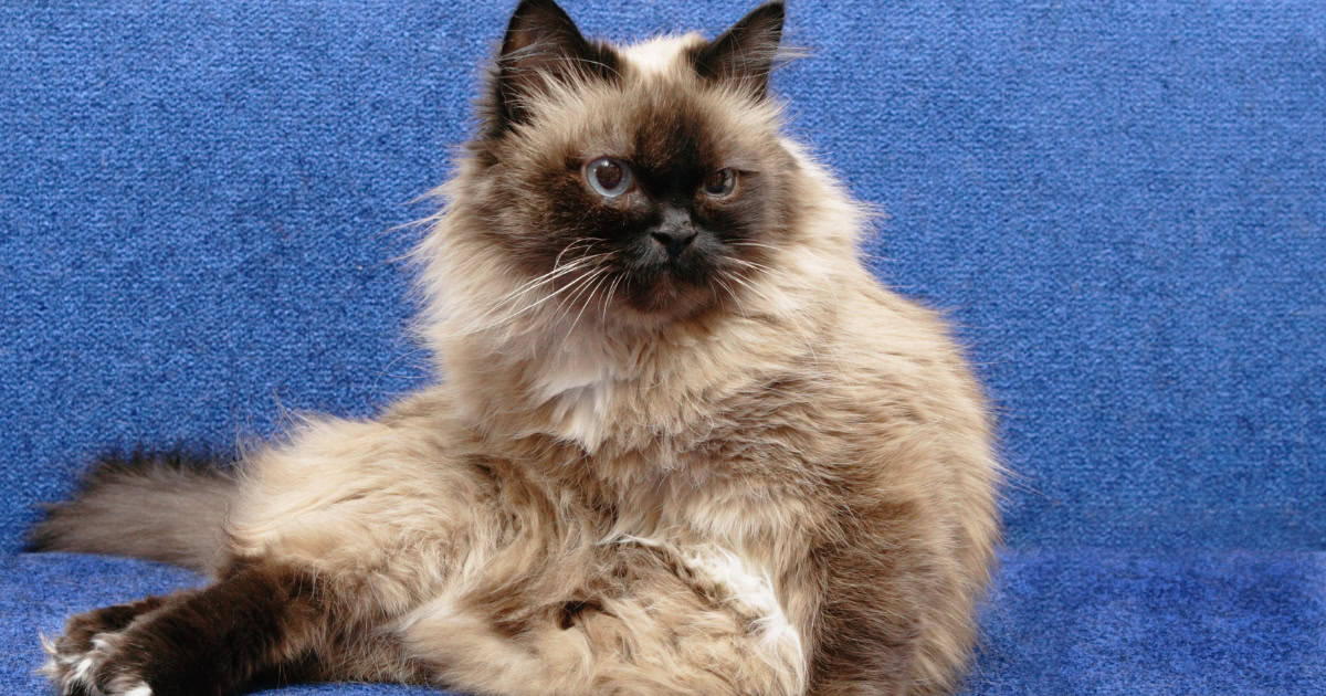 Birman cat breed with blue background