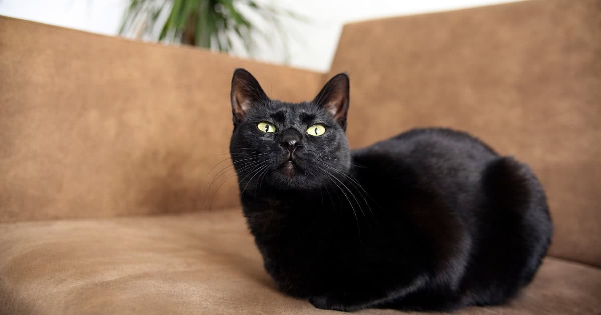 Bombay cat with smooth black coat sitting on a tan coloured lounge.