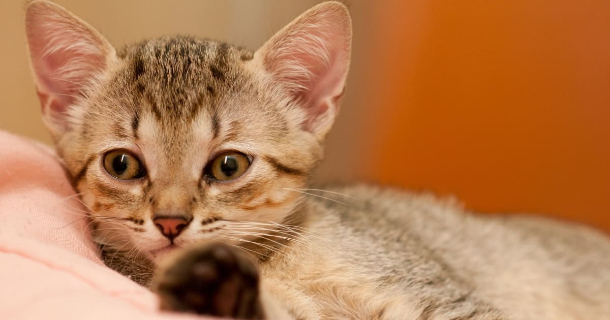Brazilian shorthair cat.