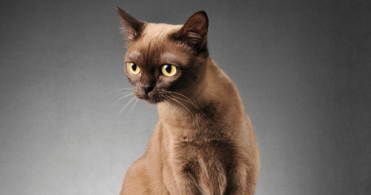 Brown Burmese cat with grey background.