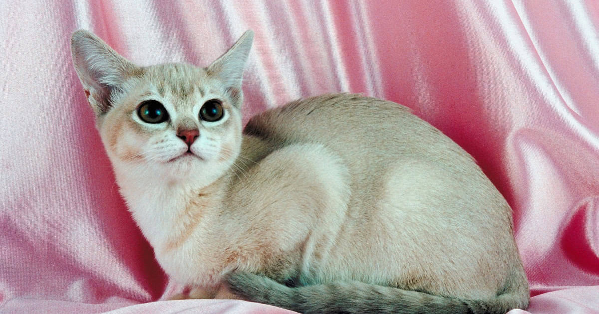 Light coloured Burmilla cat sitting on a pink satin sheet.