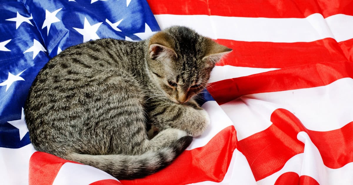 California spangled cat breed laying on American flag.