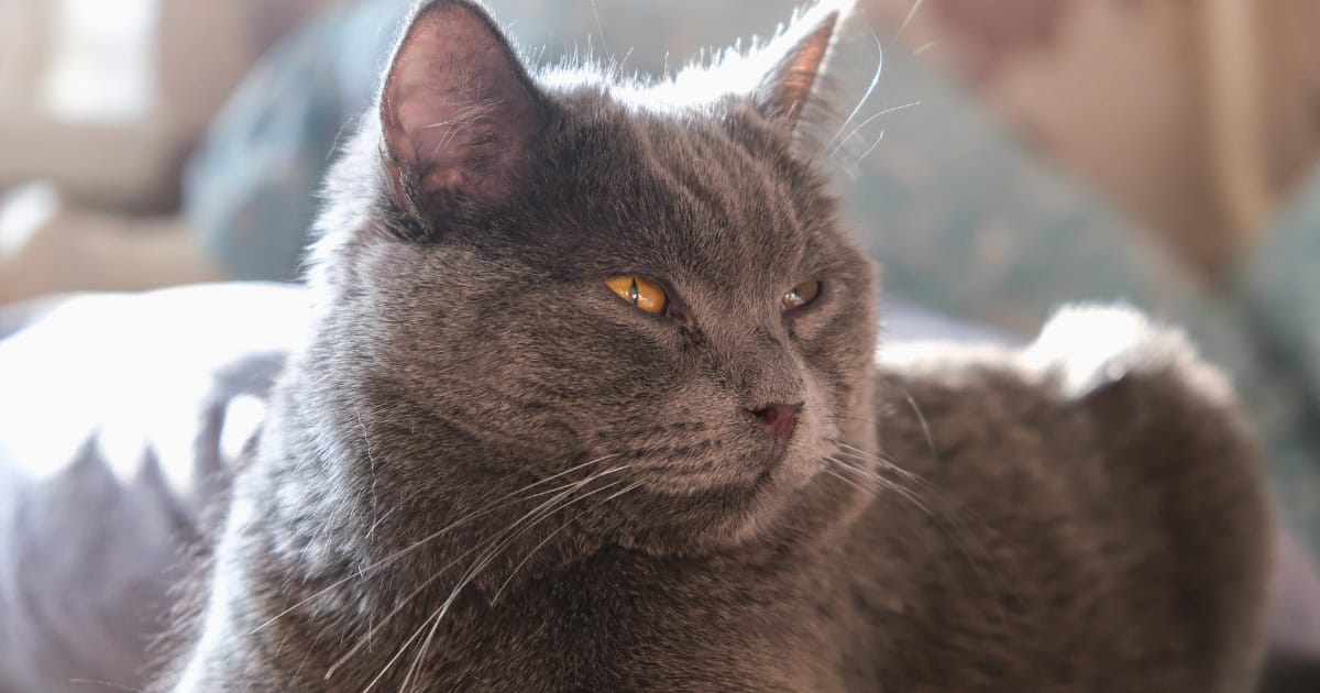 A grey Chartreux cat in similar appearance to a British shorthair.