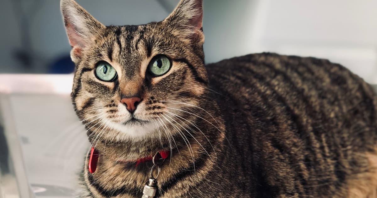 Dragon Li cat with golden-brown tabby fur and green eyes.
