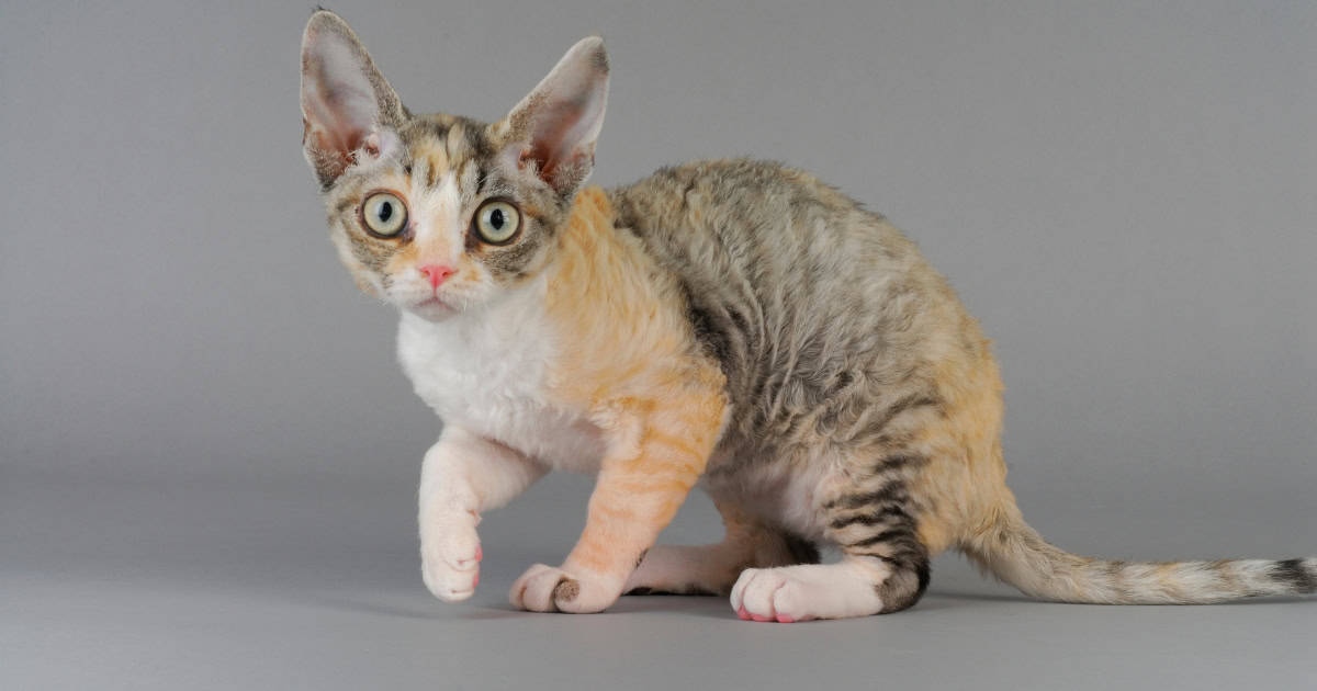German Rex Cat Breed with large pointy ears.