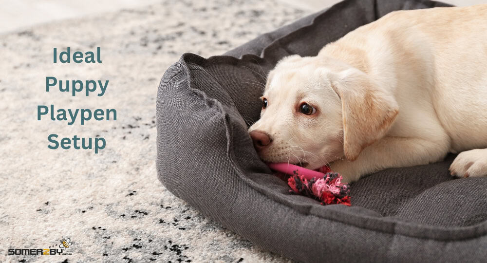 Ideal Puppy Playpen Setup