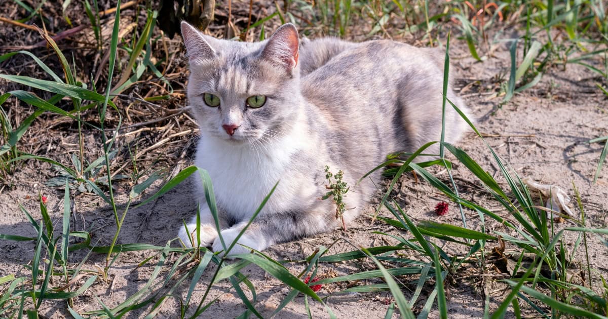 White and light grey Kurilian bobtail cat laying on grass with its head up.