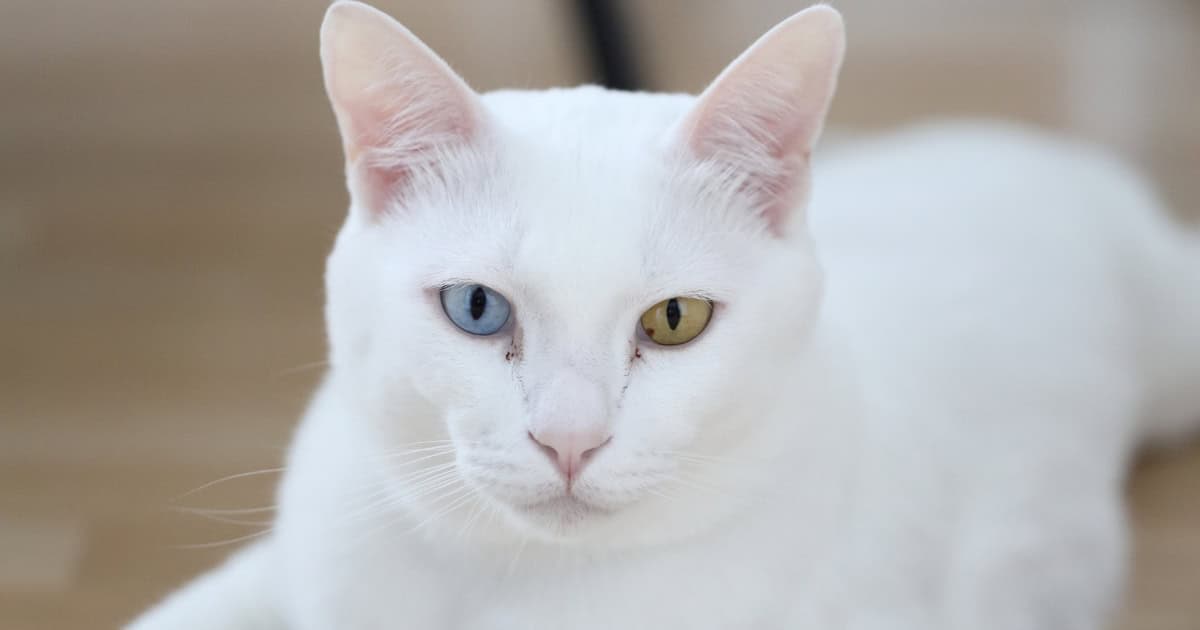 Khao Manee with two different coloured eyes.