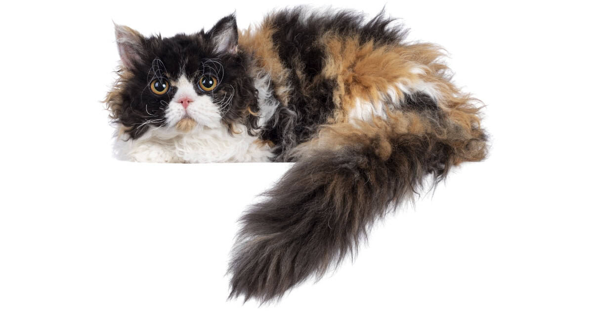 A Laperm cat with a curly, rippled coat.