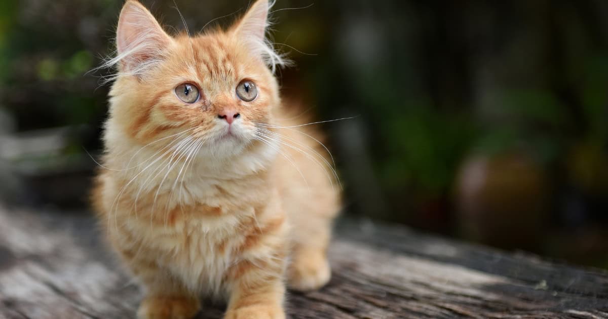 Small ginger coloured cat with short stumpy legs.