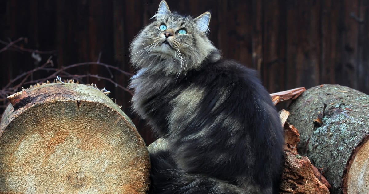 A thick furred cat with striking blue eyes sitting between logs.