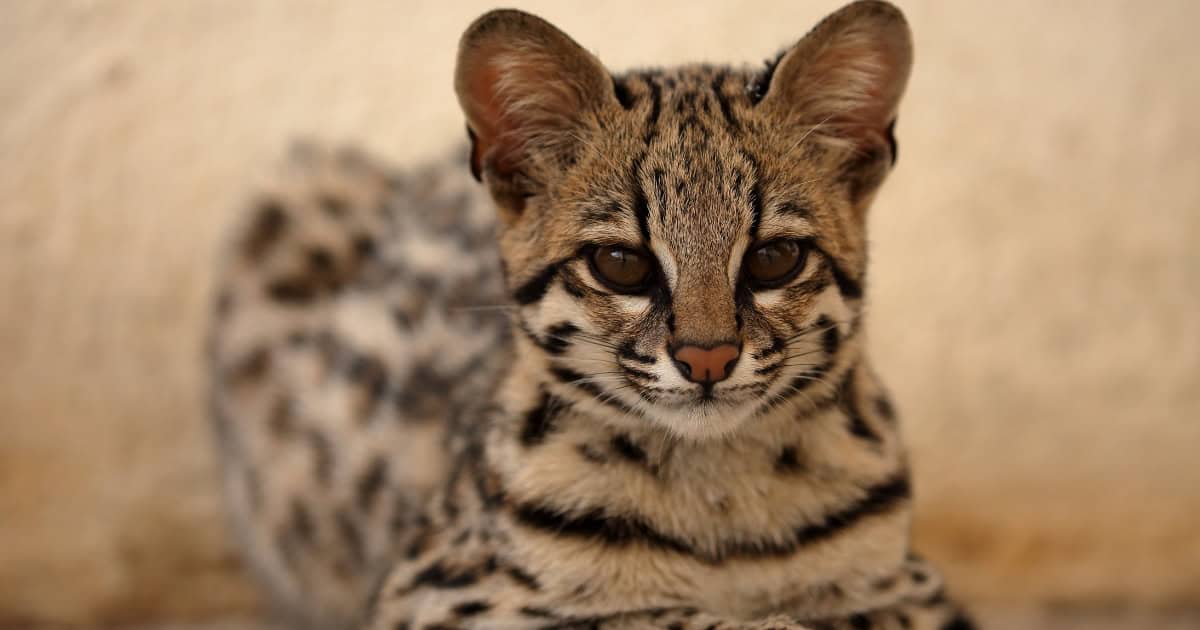 A spotted Ocicat with round head and small ears.
