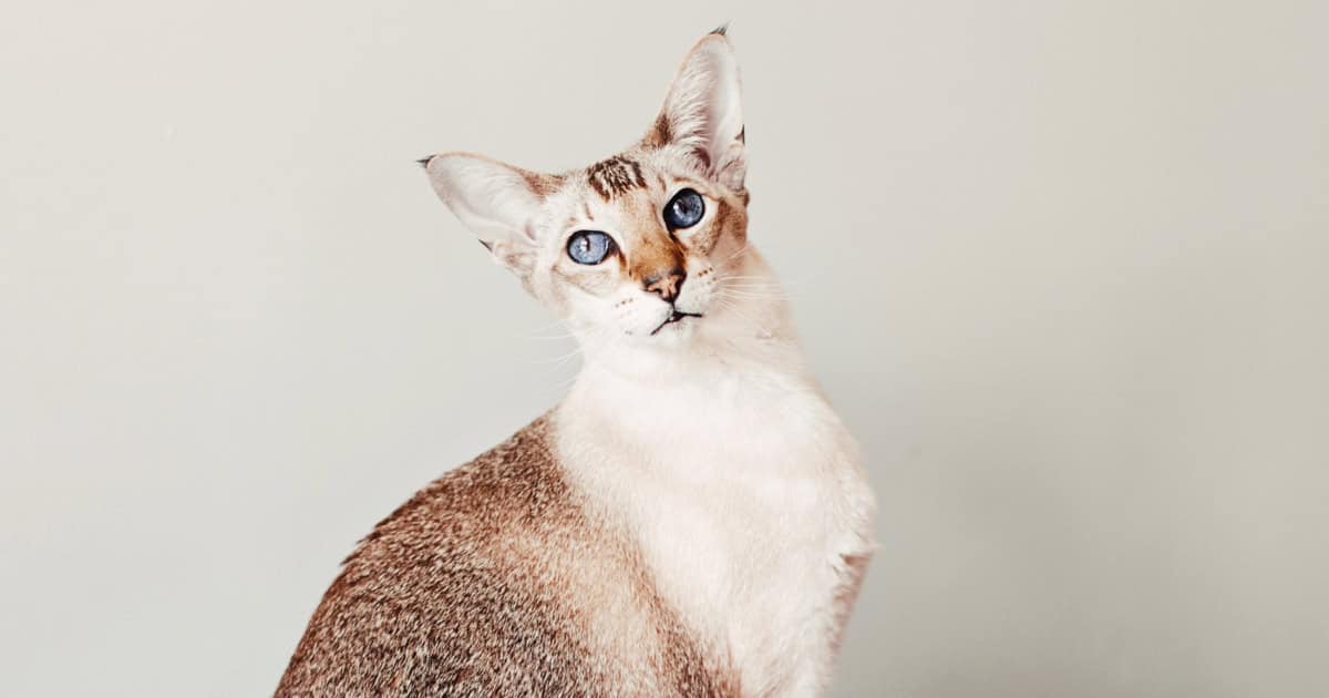 A brown and grey slim oriental cat with bright blue eyes.