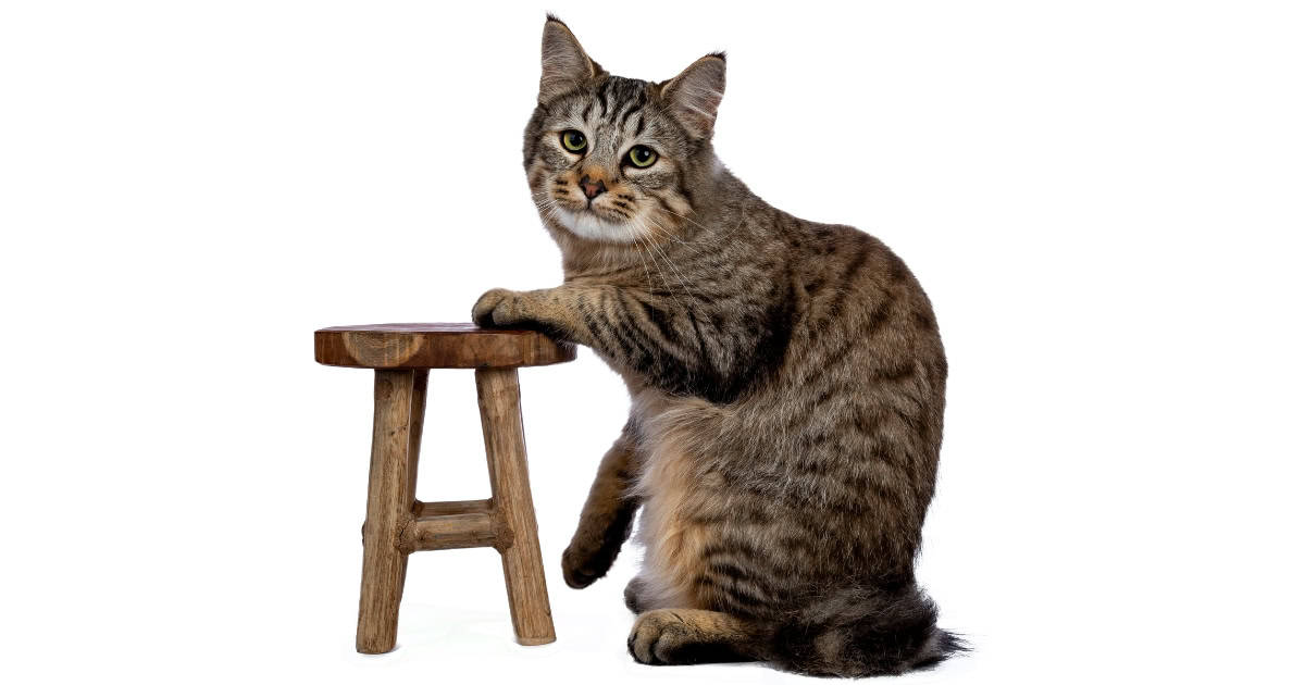 A Brown patterned Pixie Bob Cat with its paw resting on a stool.