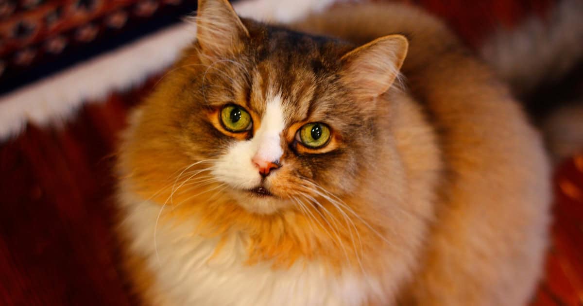 A fluffy Ragamuffin cat staring up at the camera.