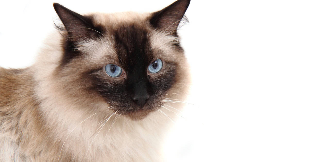 A fluffy Ragdoll cat with black markings on its face and bright blue eyes.