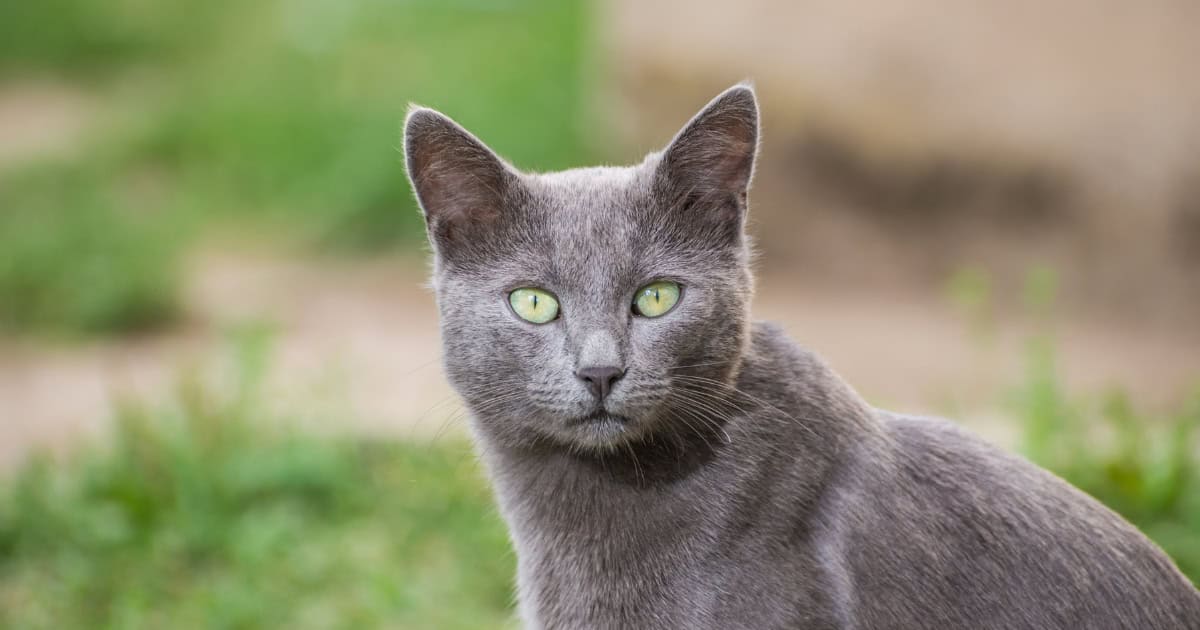 A blueish grey short haired Russian blue cat with light green eyes.