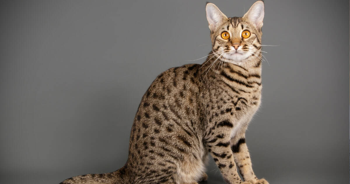 A brown Savannah car with signature black spots.