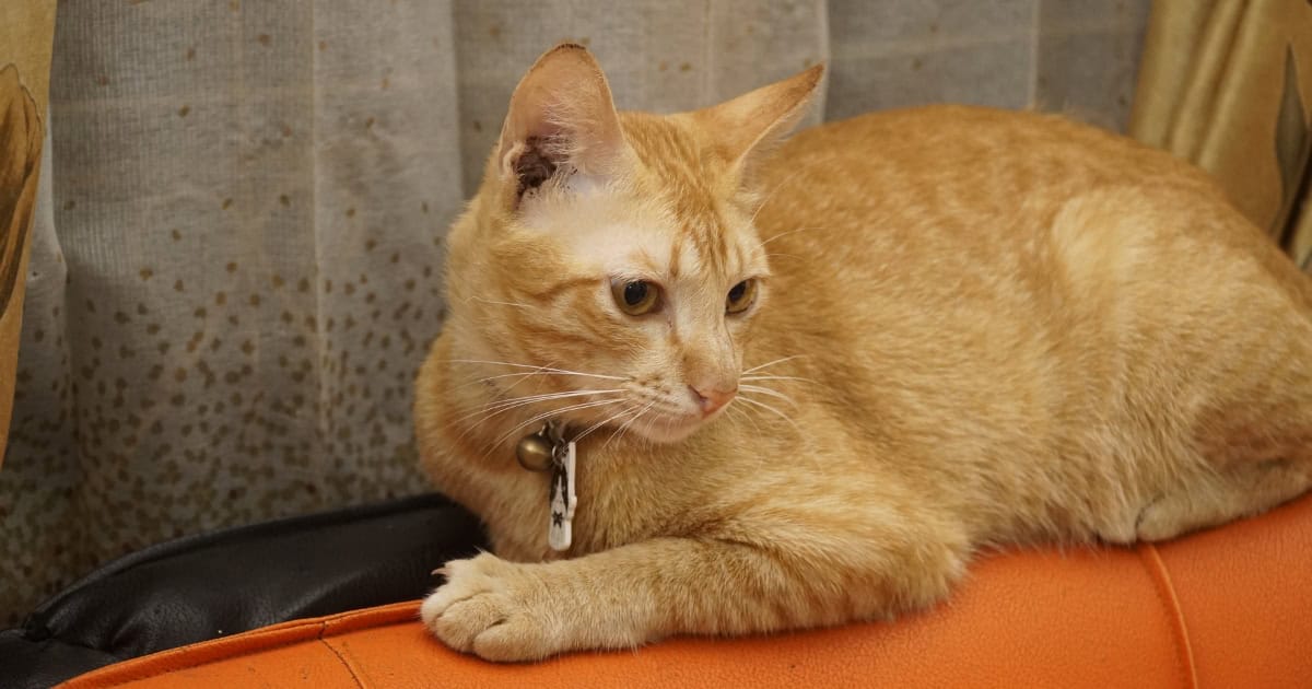 A small Singapura cat with a brown ticked tabby coat.