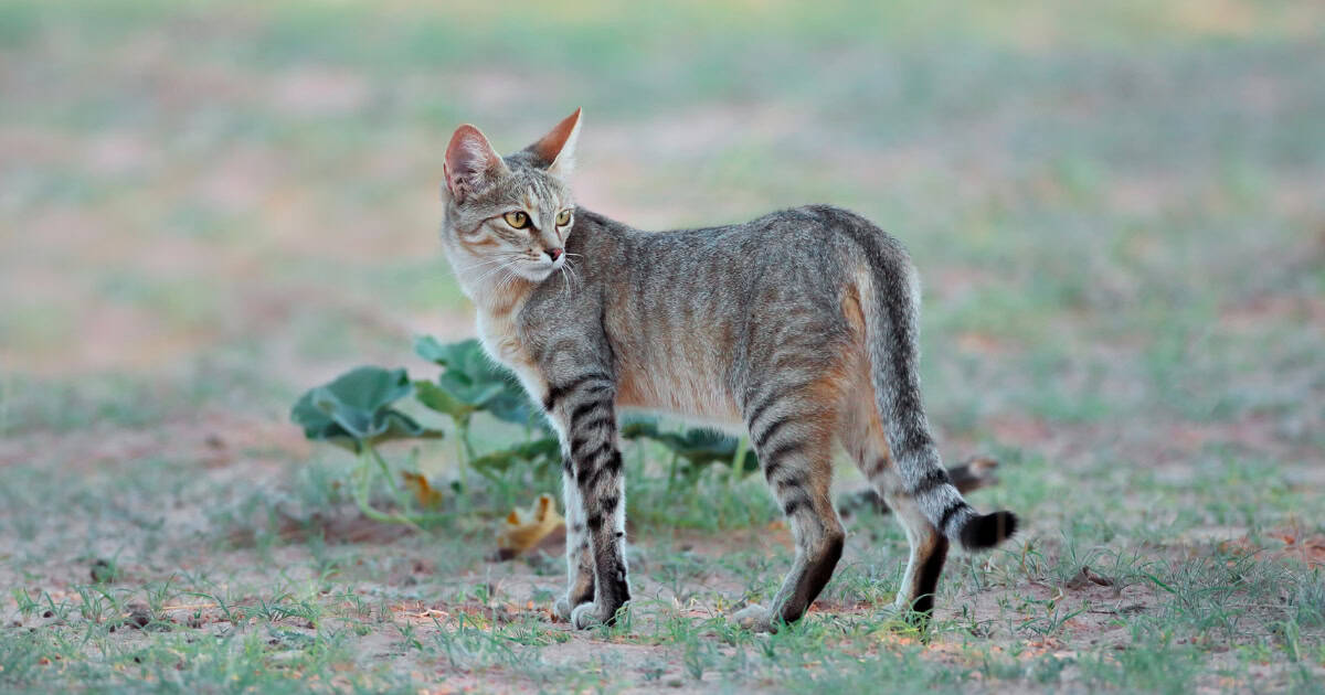 A long-legged, muscular Sokoke Cat.