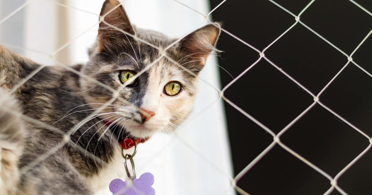 Cat looking through a cat net
