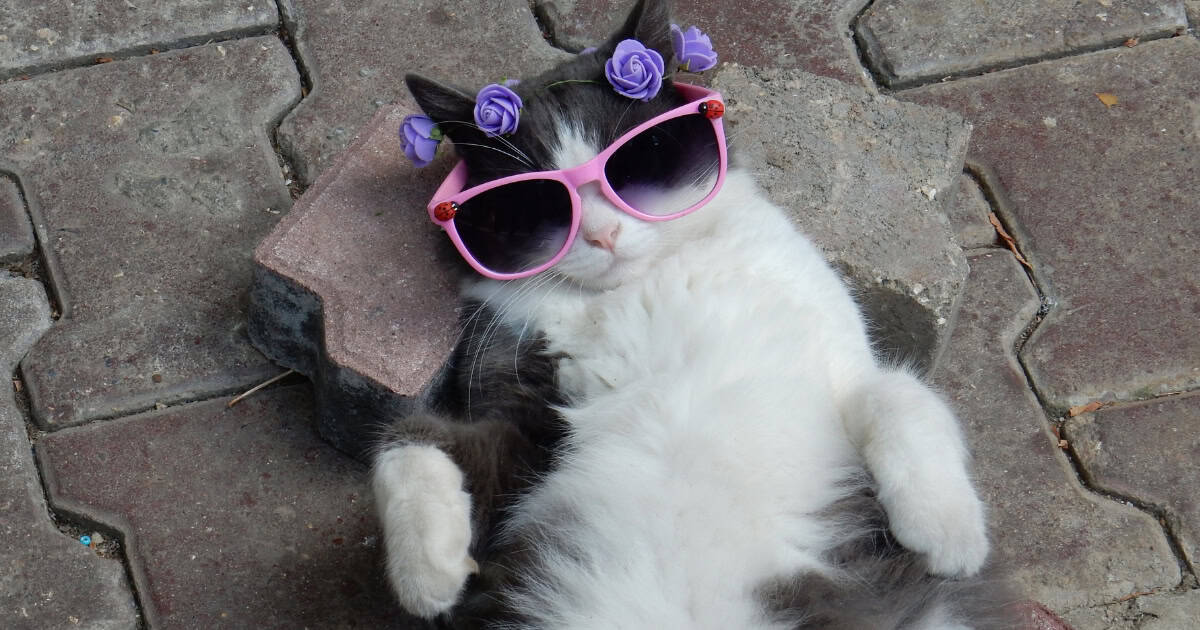 Celebrating Your Cat's Birthday on a Budget